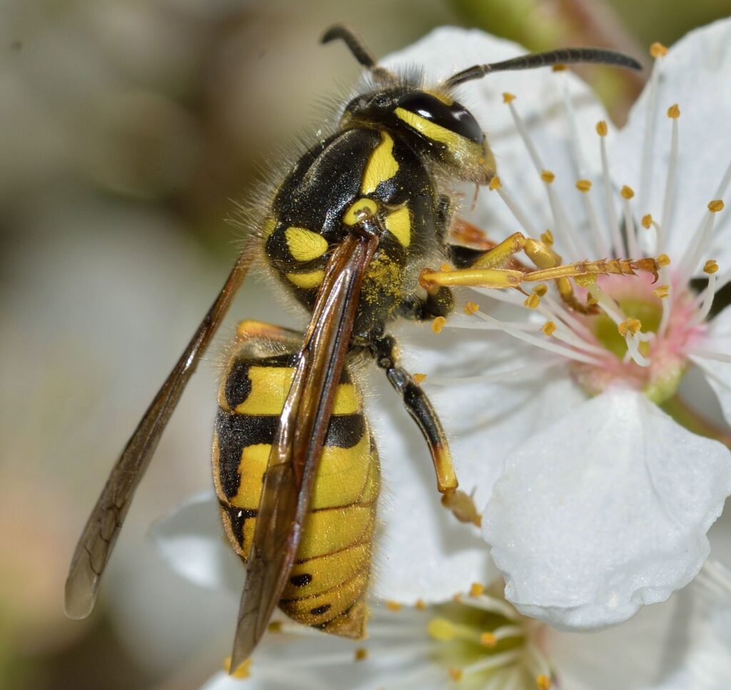 német darázs virágon